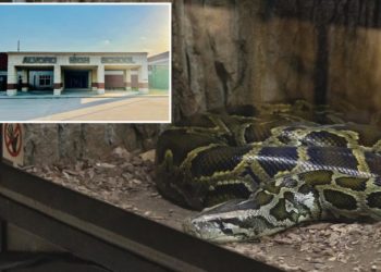 Texas high school teacher shamelessly tells students she fed ‘ailing’ kitten to class snake