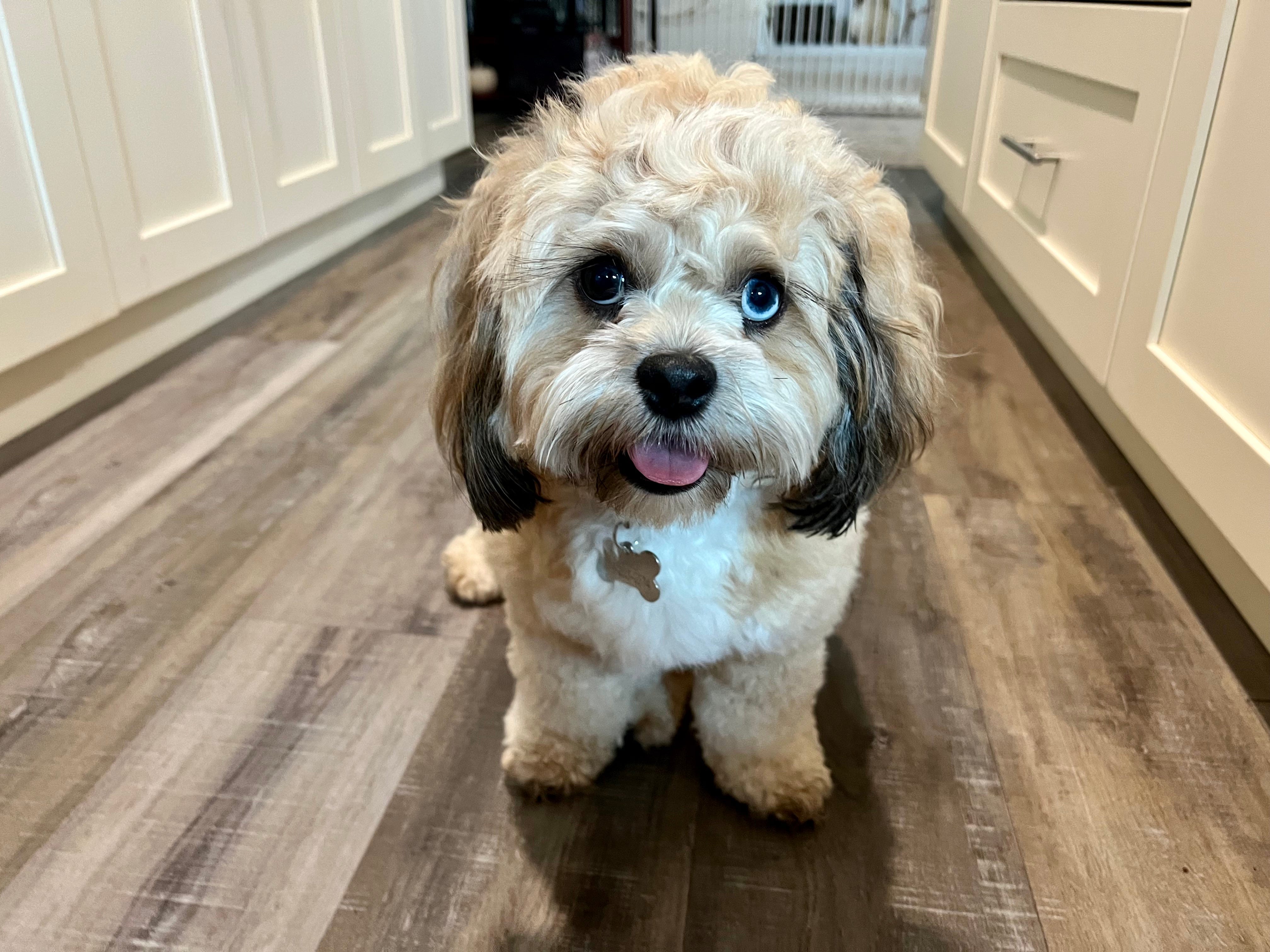 Dog with tongue sticking out