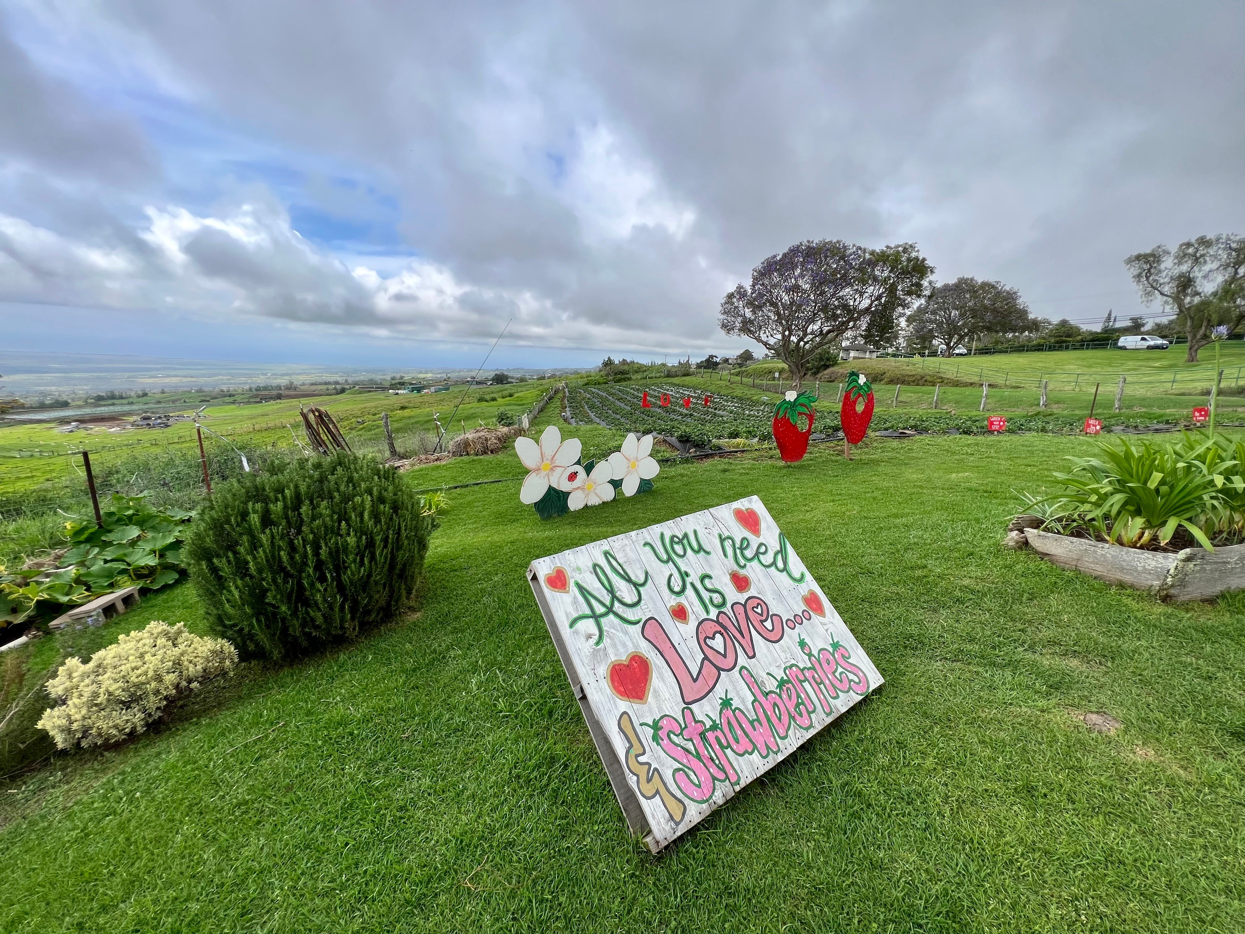 Strawberry field with 