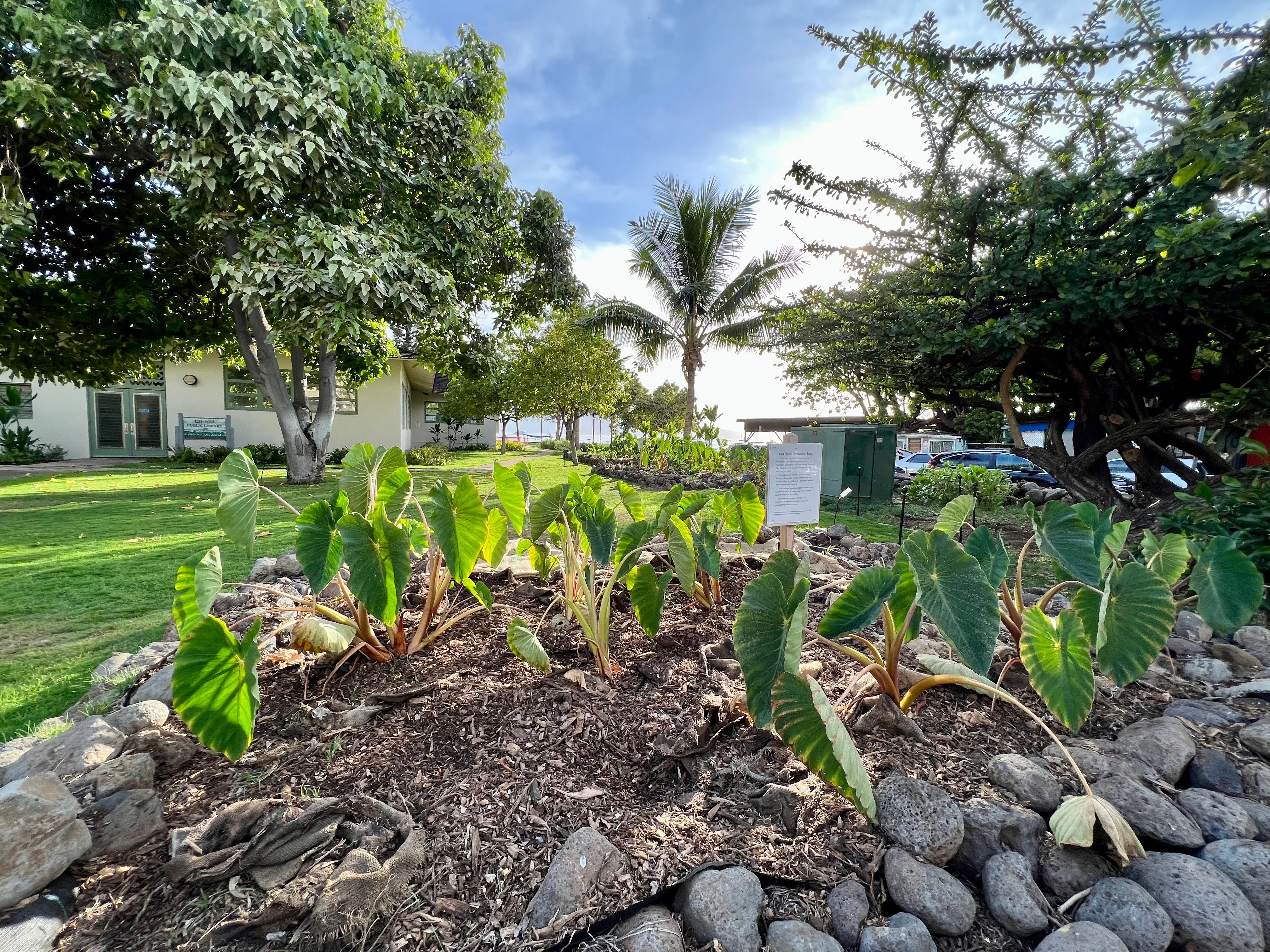 Taro patch surrounded by rocks and trees