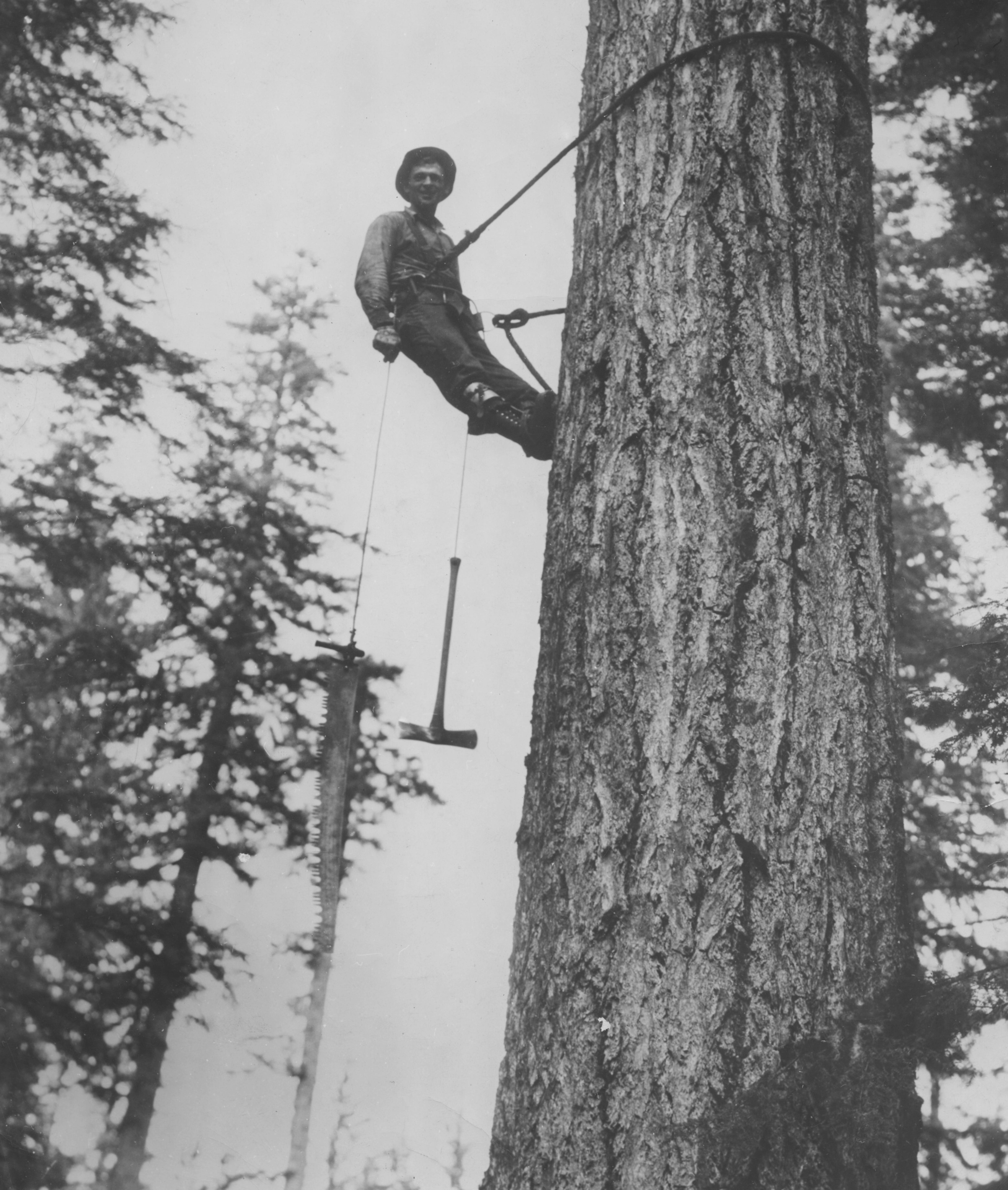 A man tied to a tree high up with an ax dangling near him