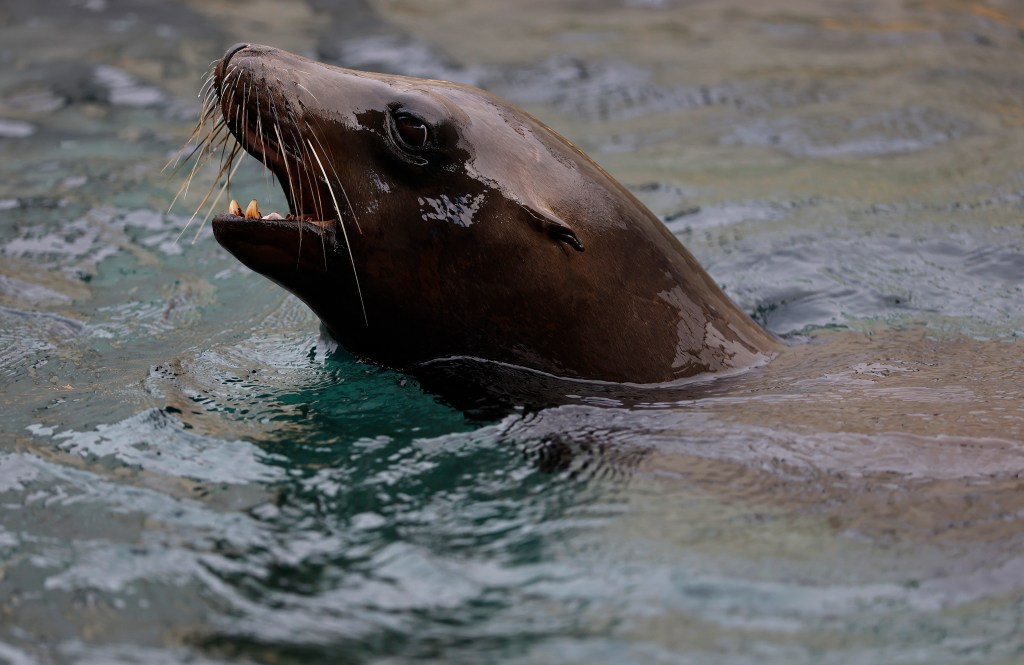 A sea lion with its mouth open, swimming in the water.