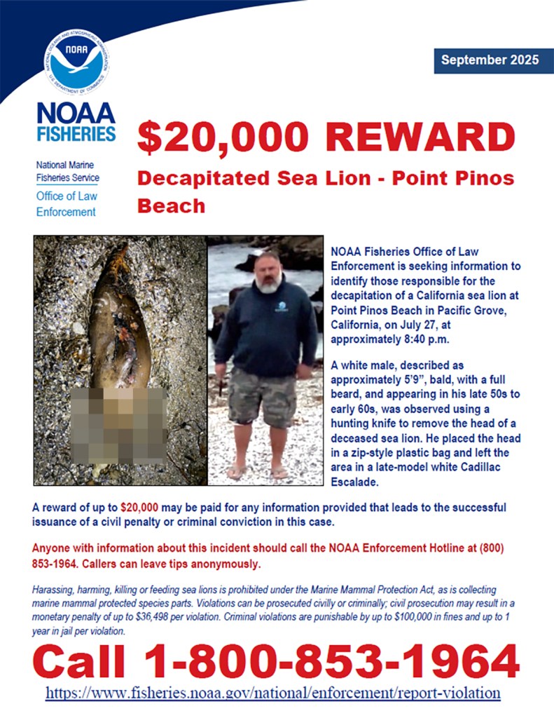 Reward poster for information about the decapitation of a California sea lion at Point Pinos Beach, featuring an image of the headless sea lion and a suspect, along with details for contacting NOAA Fisheries.