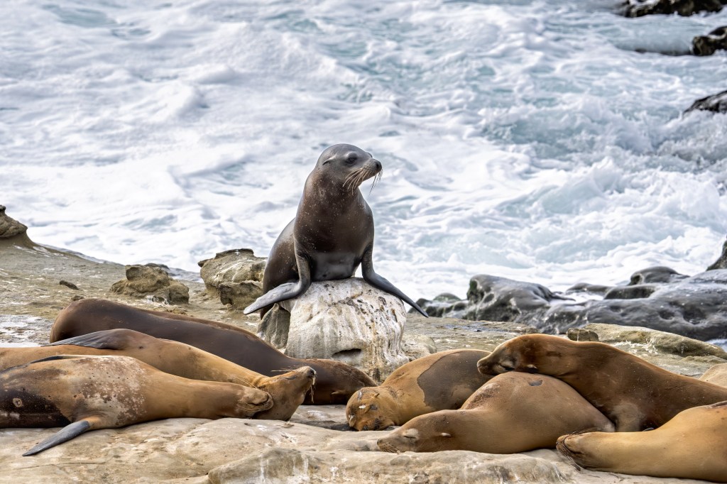 Sea lions and seals on rocks with waves in the background in La Jolla, California.
