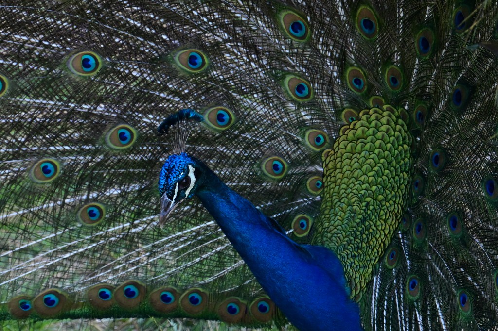 Peacock displaying its tail feathers.
