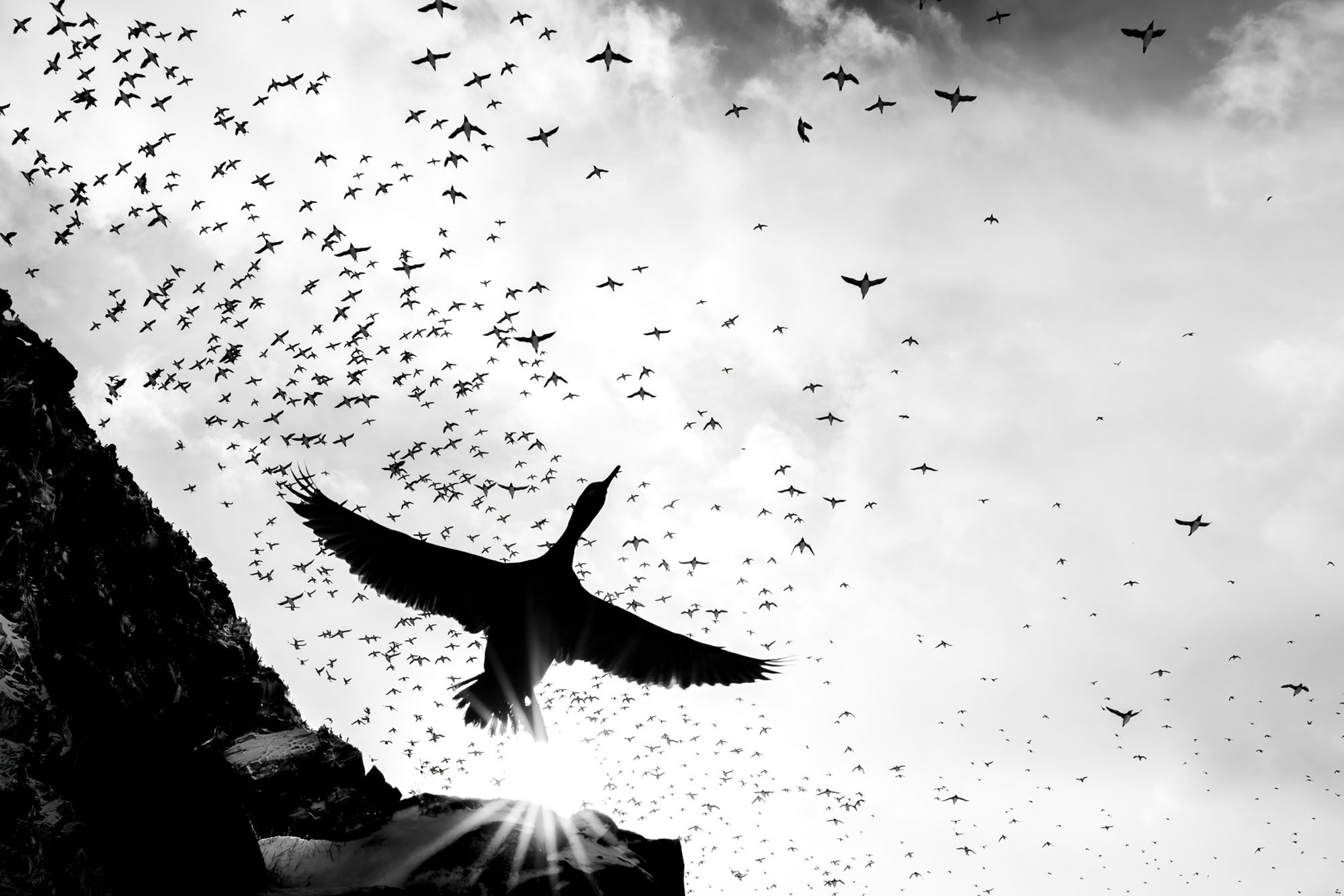 A black-and-white photo of one apparently large bird flying overhead, with dozens of smaller birds flying around above.