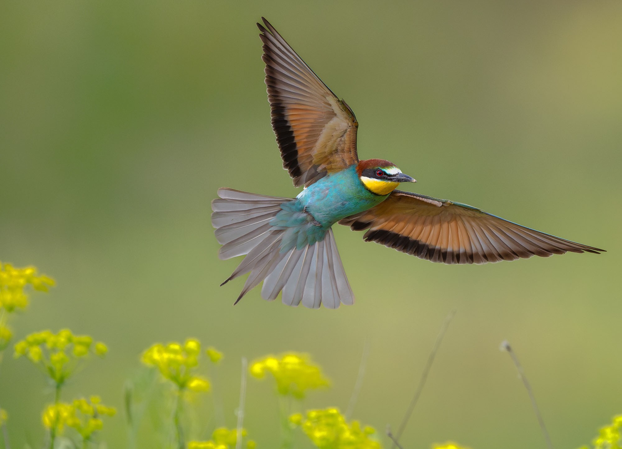 A colorful bird spreads its wings in flight.