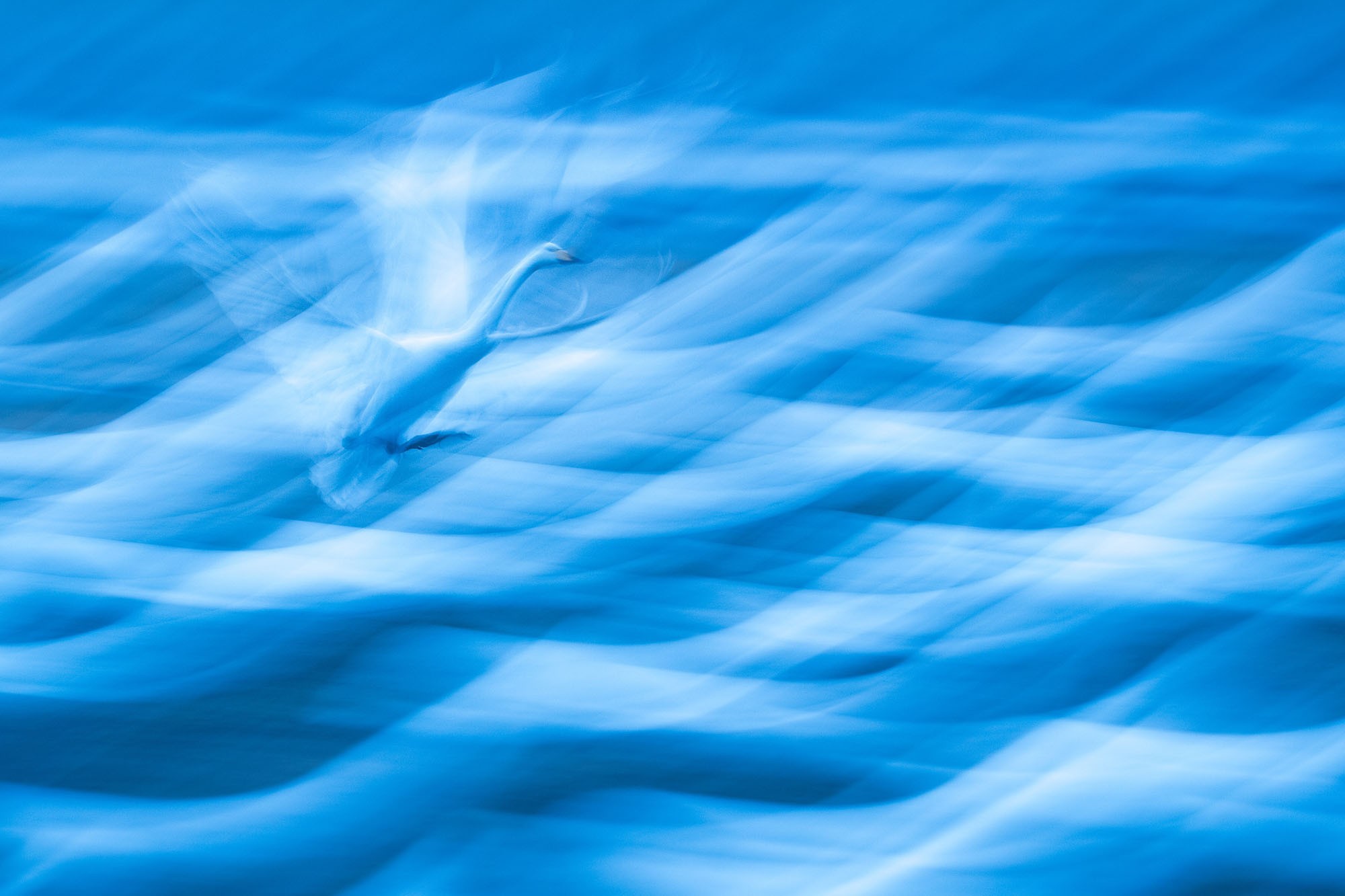 A motion-blurred image of a swan landing among many other swans