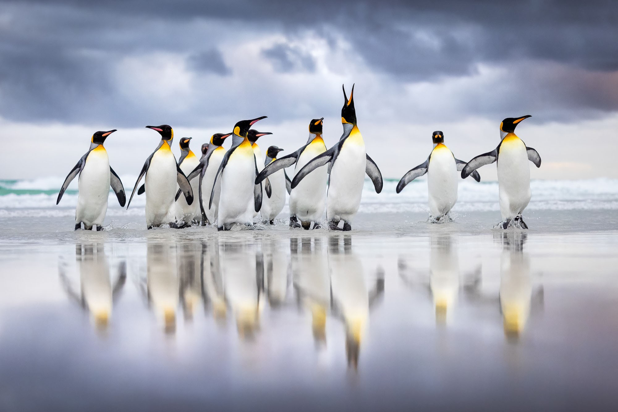 About a dozen penguins walk together on a beach.