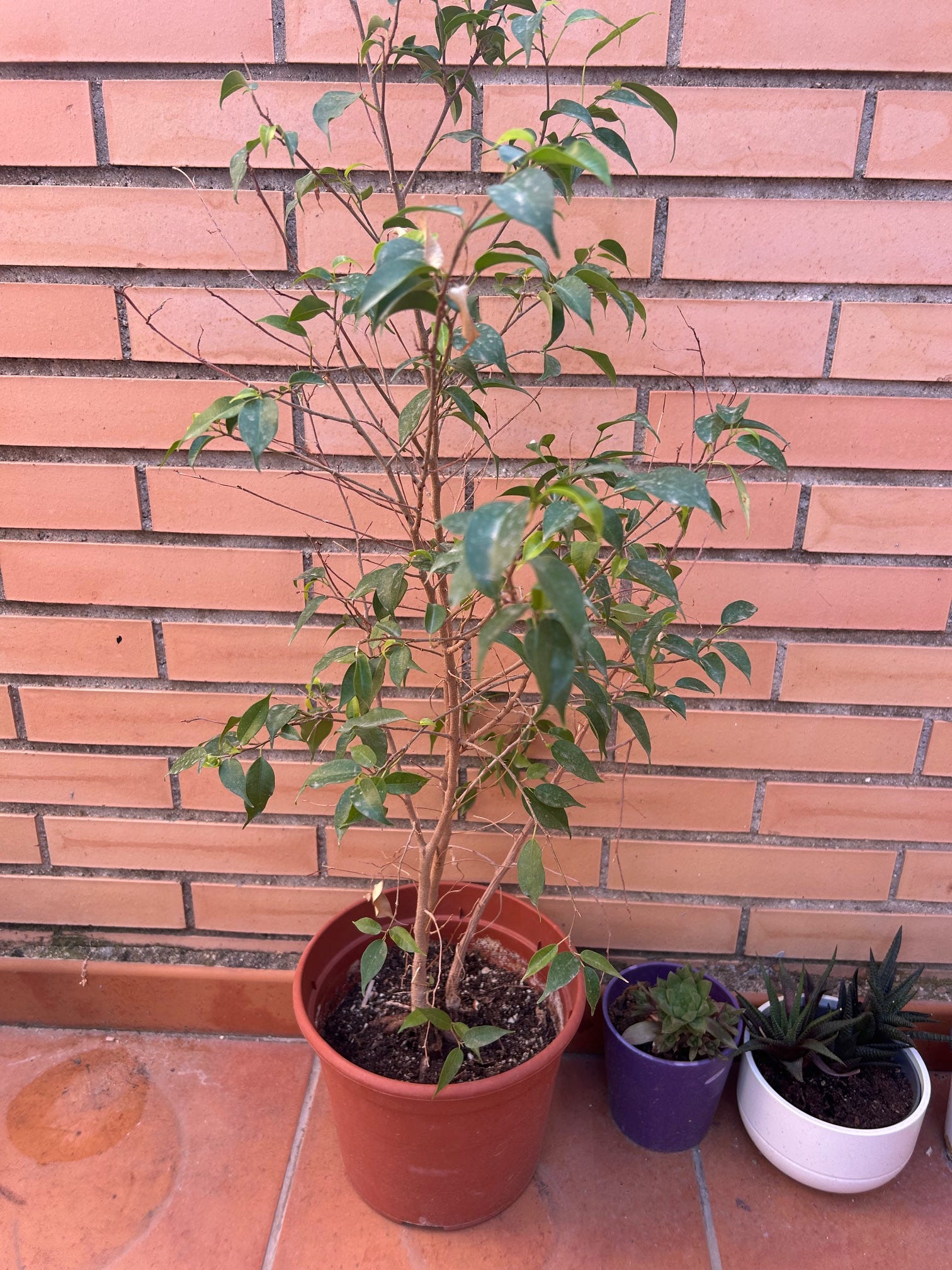 A small potted tree appears on a tiled patio in front of a brick wall.