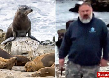 $20K reward offered for information about man seen decapitating sea lion in California as worrying trend grows