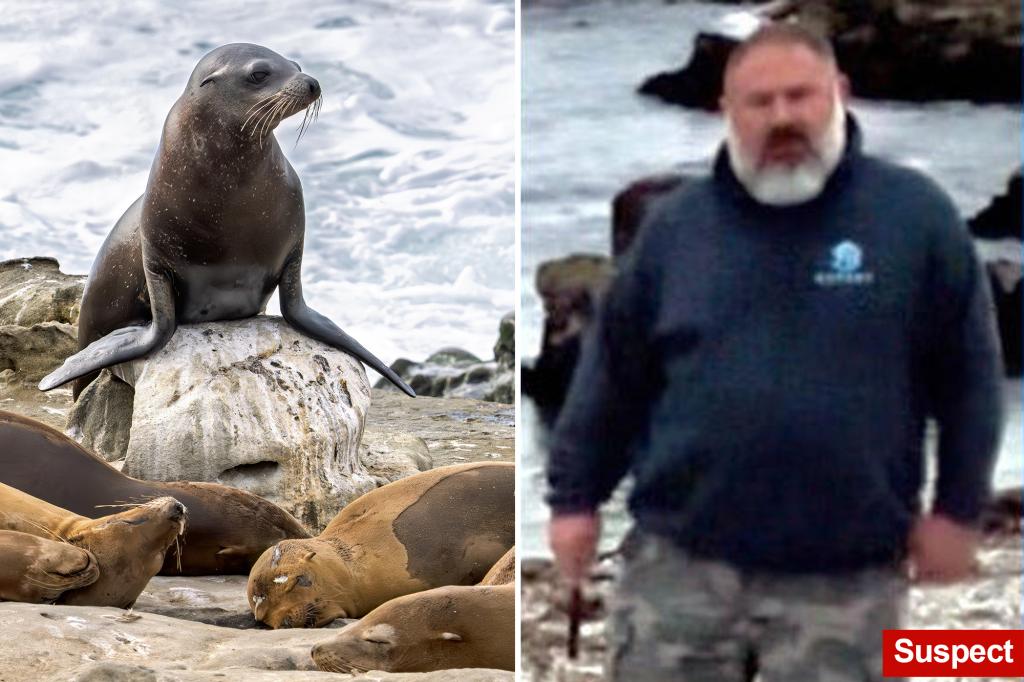 $20K reward offered for information about man seen decapitating sea lion in California as worrying trend grows