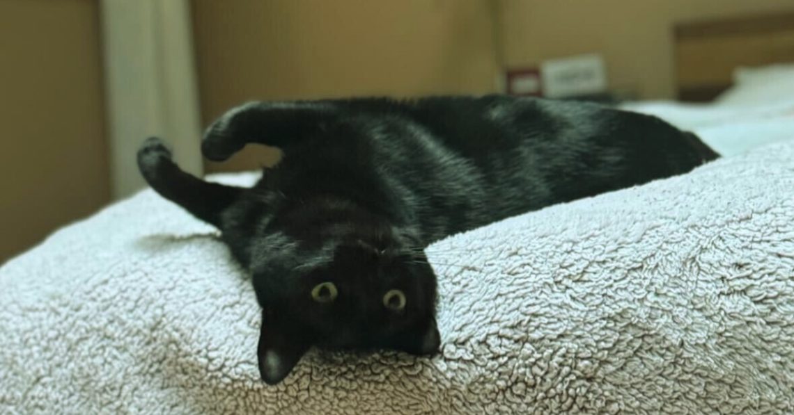 5 Life Lessons I Learned From My Cat