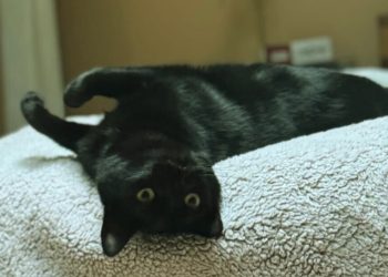 5 Life Lessons I Learned From My Cat