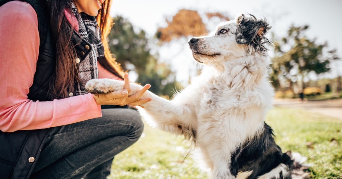 5 Tricks for Training Your Dog Without Losing Your Sanity