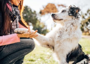 5 Tricks for Training Your Dog Without Losing Your Sanity
