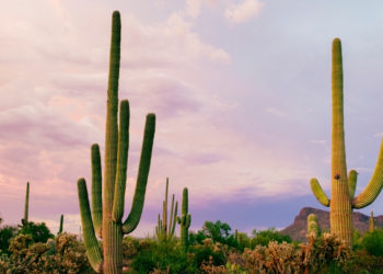 Arizona’s Heat Is So Extreme Even Rattlesnakes and Cacti Are Struggling