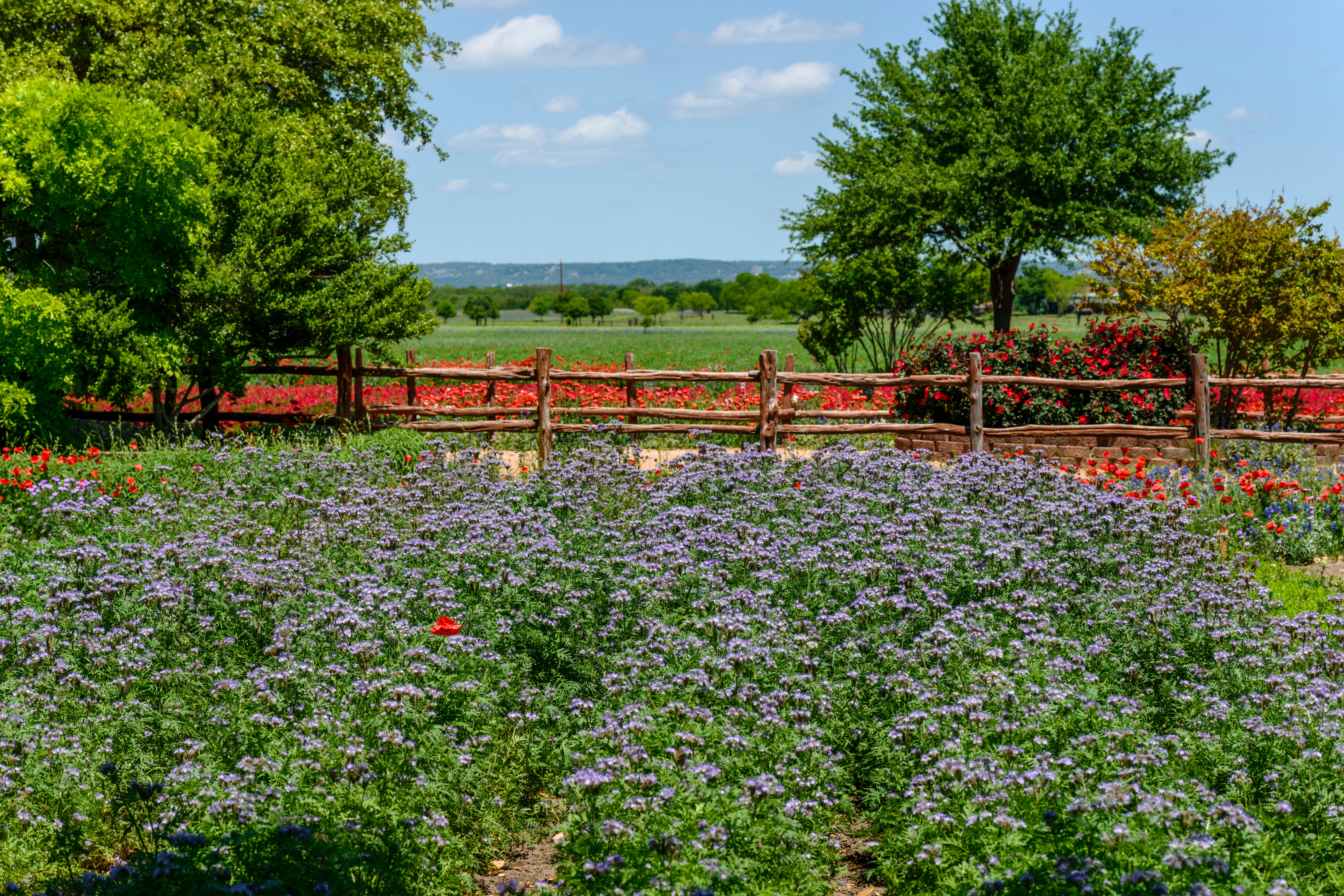 Blue bonnets and poppies in field with lots of green trees near Fredericksburg, Texas