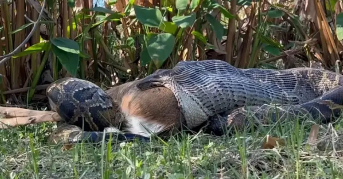 Burmese Python Caught on Video Puking Up an Entire Deer