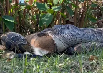 Burmese Python Caught on Video Puking Up an Entire Deer