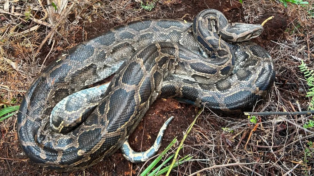 A Florida Python Just Puked Up an Entire Deer in Front of Scientists