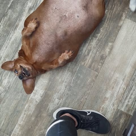 Overweight dachshund lying on its back on a wood floor.