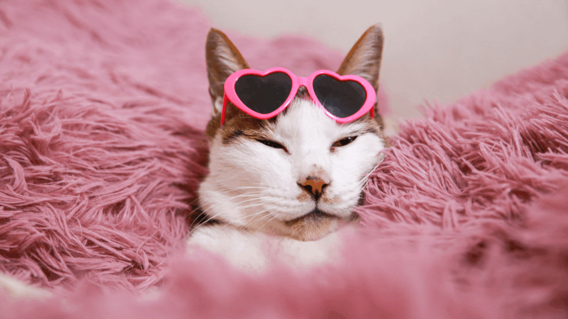 Cat Owners Are Getting High on Love Hormones