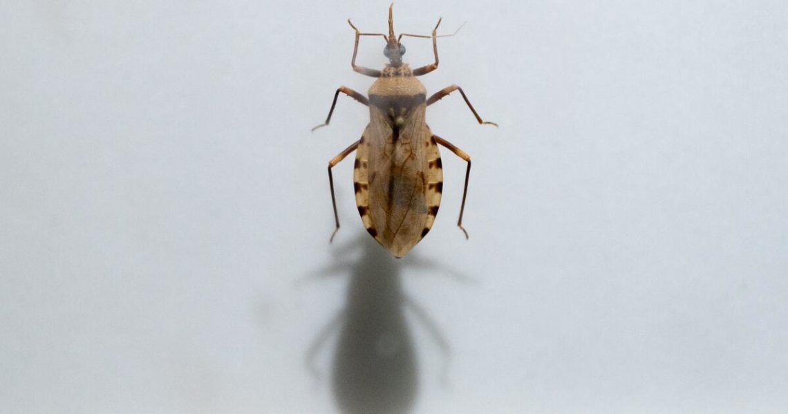 Chagas disease, long considered only a threat abroad, is established in California and the Southern U.S.