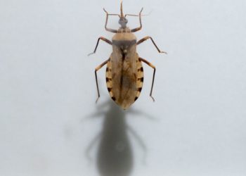 Chagas disease, long considered only a threat abroad, is established in California and the Southern U.S.
