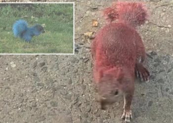 Connecticut animal activists seeking jerks who coated two squirrels with neon paint