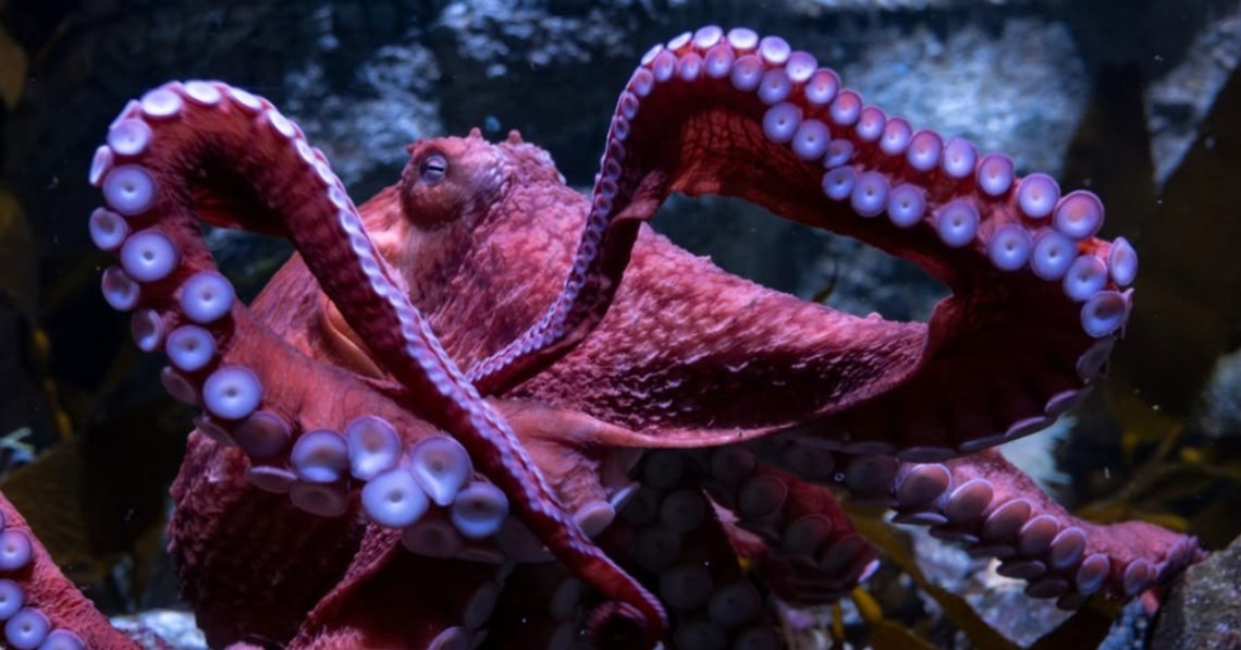 Fans Say Goodbye to Ghost, the California Octopus Spending Her Last Days Protecting Eggs
