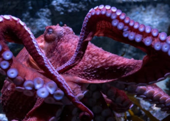 Fans Say Goodbye to Ghost, the California Octopus Spending Her Last Days Protecting Eggs