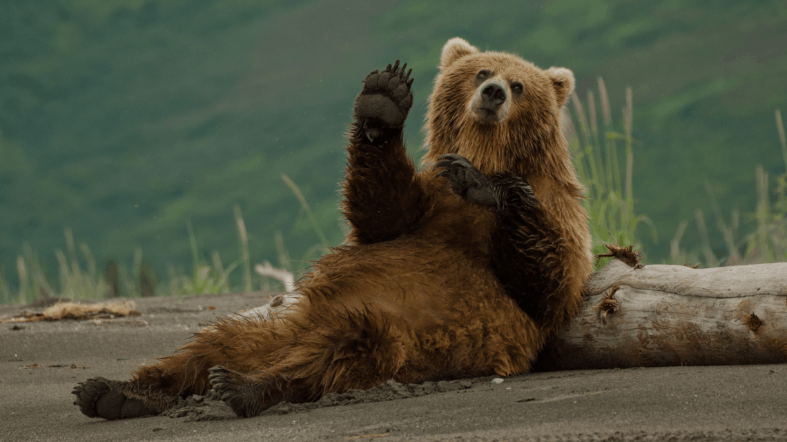 Fat Bear Week Is Back, and Alaska’s Brown Bears Are Chonkier Than Ever