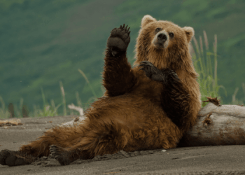 Fat Bear Week Is Back, and Alaska’s Brown Bears Are Chonkier Than Ever
