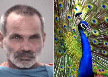Florida man arrested for allegedly killing, cooking, and eating pet peacocks in bizarre revenge plot