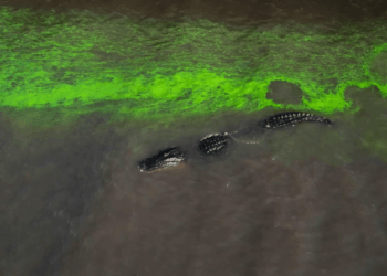 Fourth Act Film And Grasshopper Film To Handle U.S. Distribution Of ‘River Of Grass,’ Luminous Journey Through Florida Everglades