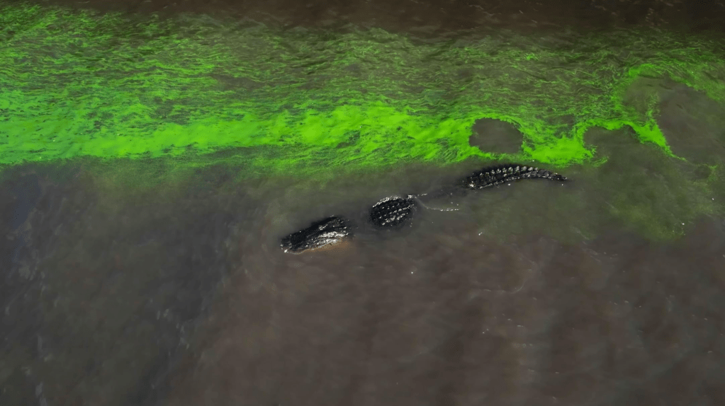 Fourth Act Film And Grasshopper Film To Handle U.S. Distribution Of ‘River Of Grass,’ Luminous Journey Through Florida Everglades