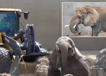 Front-end loader helps elephant get back on her feet after fall at Milwaukee zoo