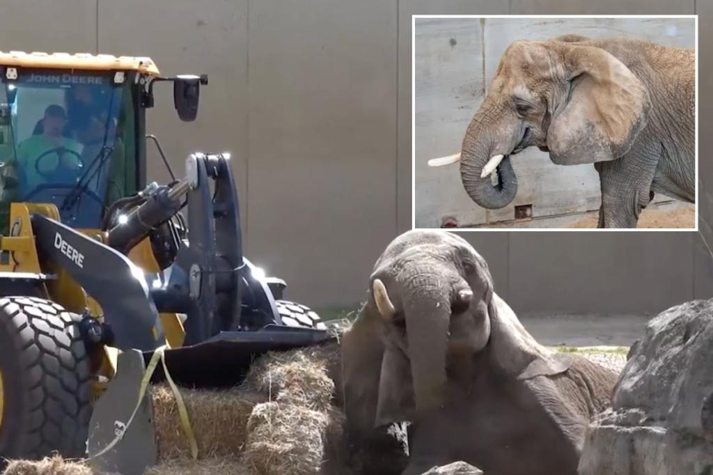 Front-end loader helps elephant get back on her feet after fall at Milwaukee zoo