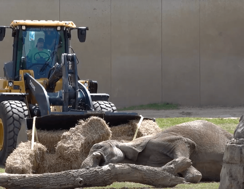 A front-end loader drive up to African savannah elephant Ruth, who had fallen down, unable to get up at the Milwaukee County Zoo on Sept. 2, 2025.