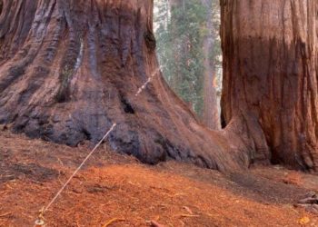 Garnet fire threatens vulnerable grove of giant sequoias