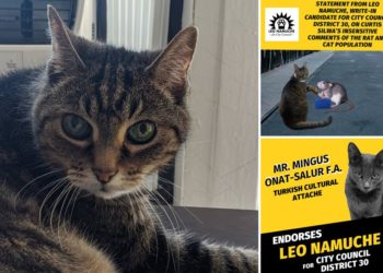 He’s a Demo-cat: Groundswell of support in Queens for write-in candidate Leo the feline
