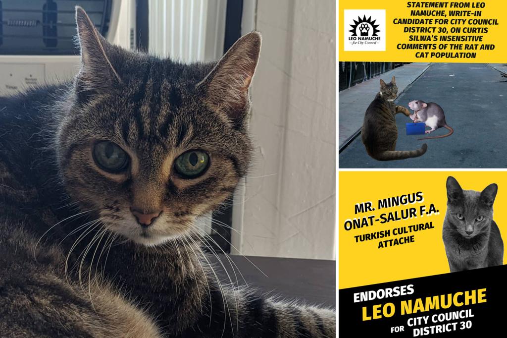 He’s a Demo-cat: Groundswell of support in Queens for write-in candidate Leo the feline