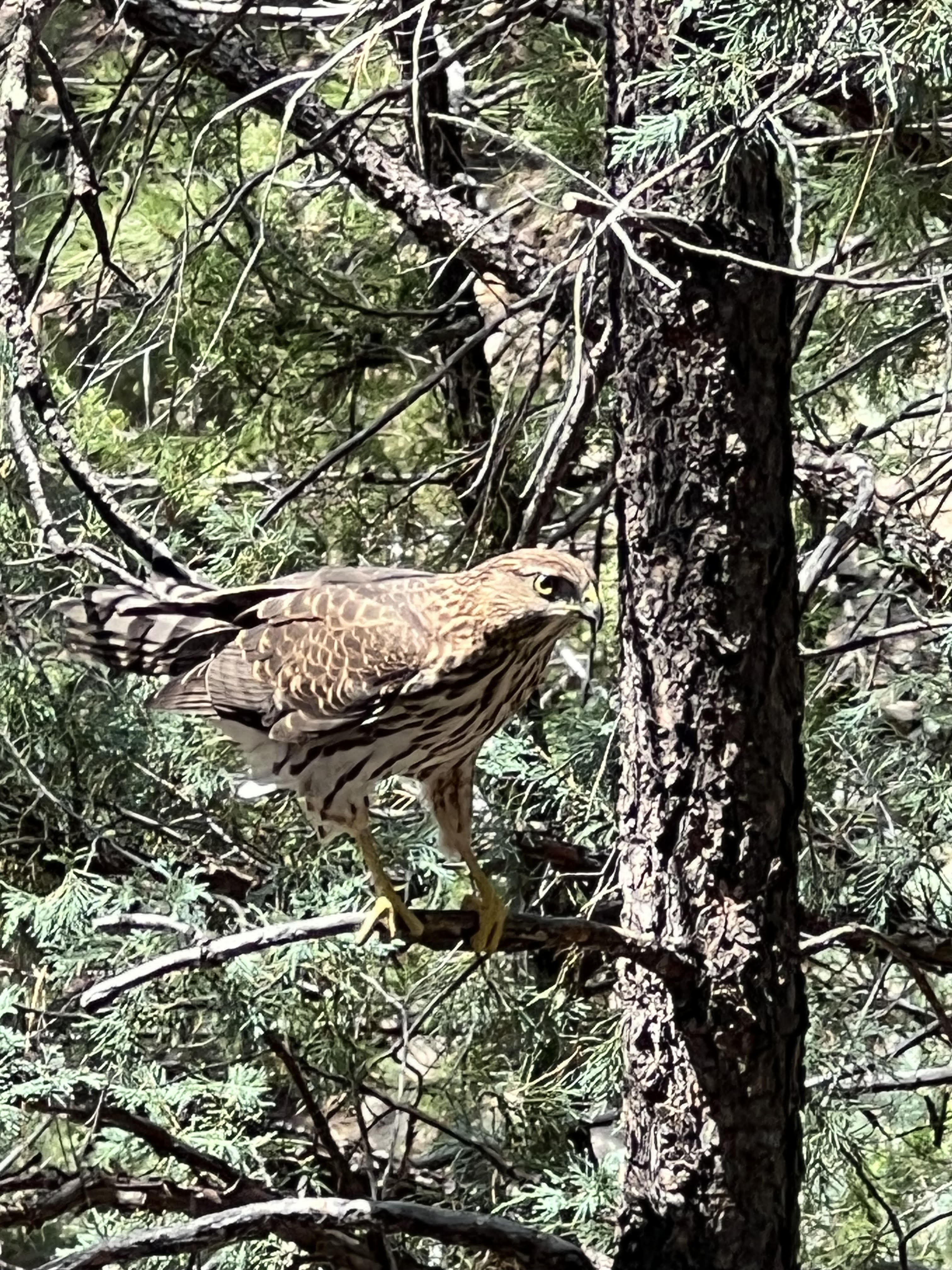 hawk in tree
