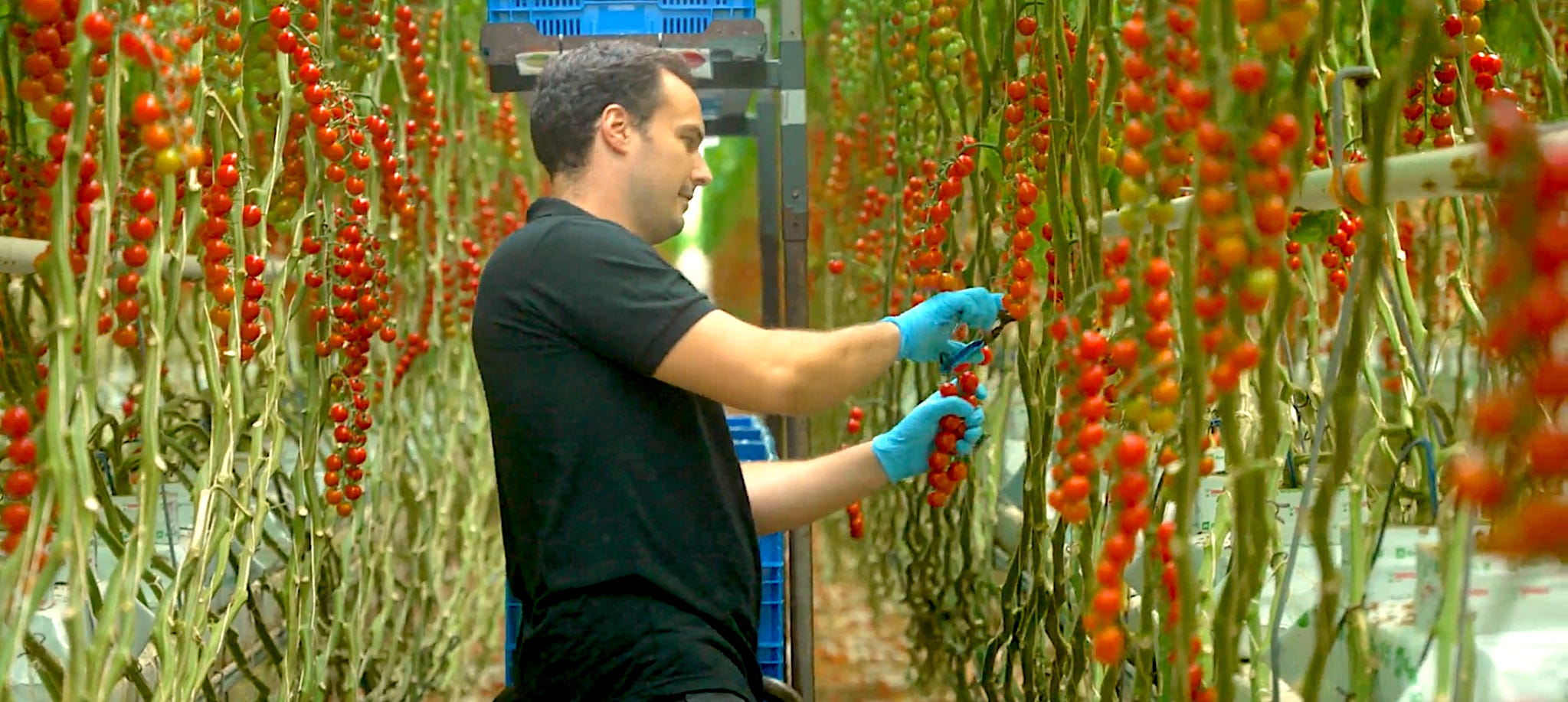 Man harvesting tomatoes in a greenhouse.