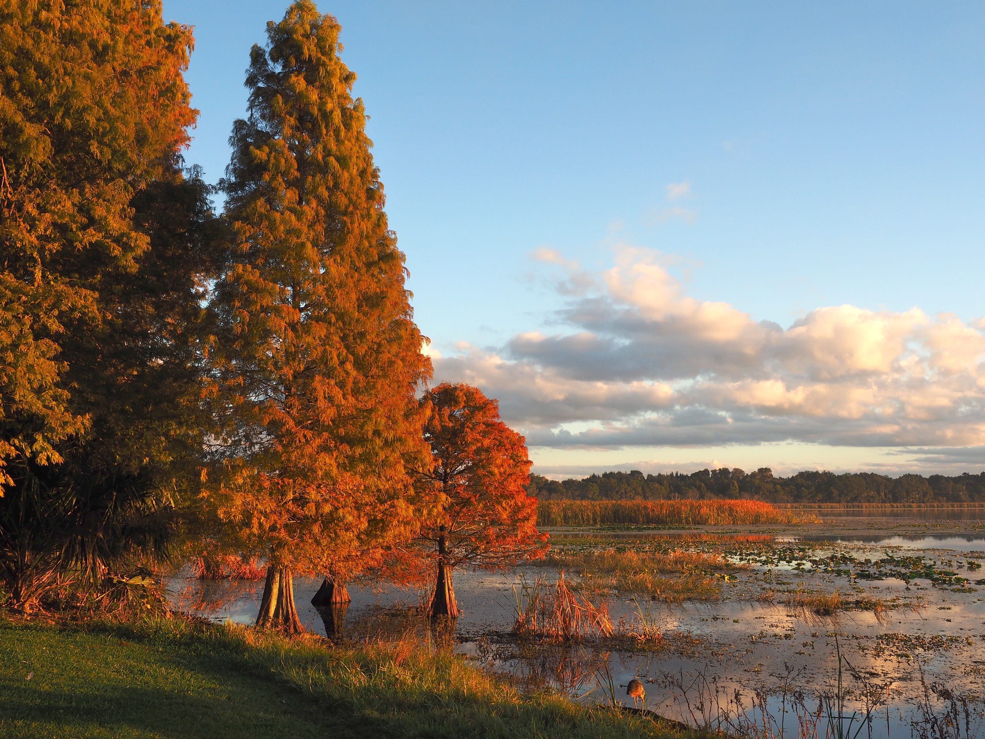 Orange bald cypress trees along a river.