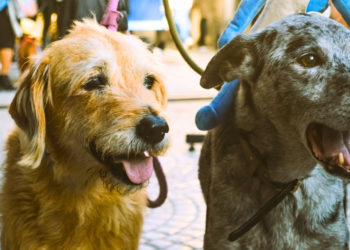 Massive Study of 47,000 Dogs Reveals How Their Behavior Changes With Age