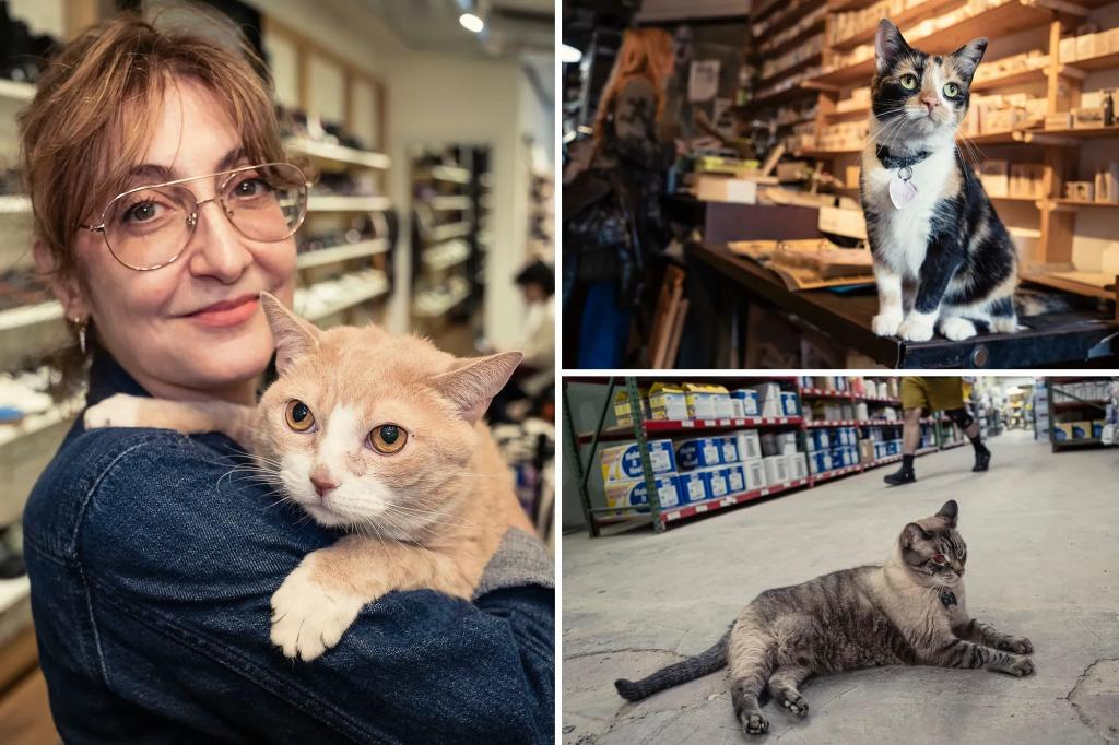 Meet the NYC shop cat working for over a decade — one of dozens of feline workers profiled in new book