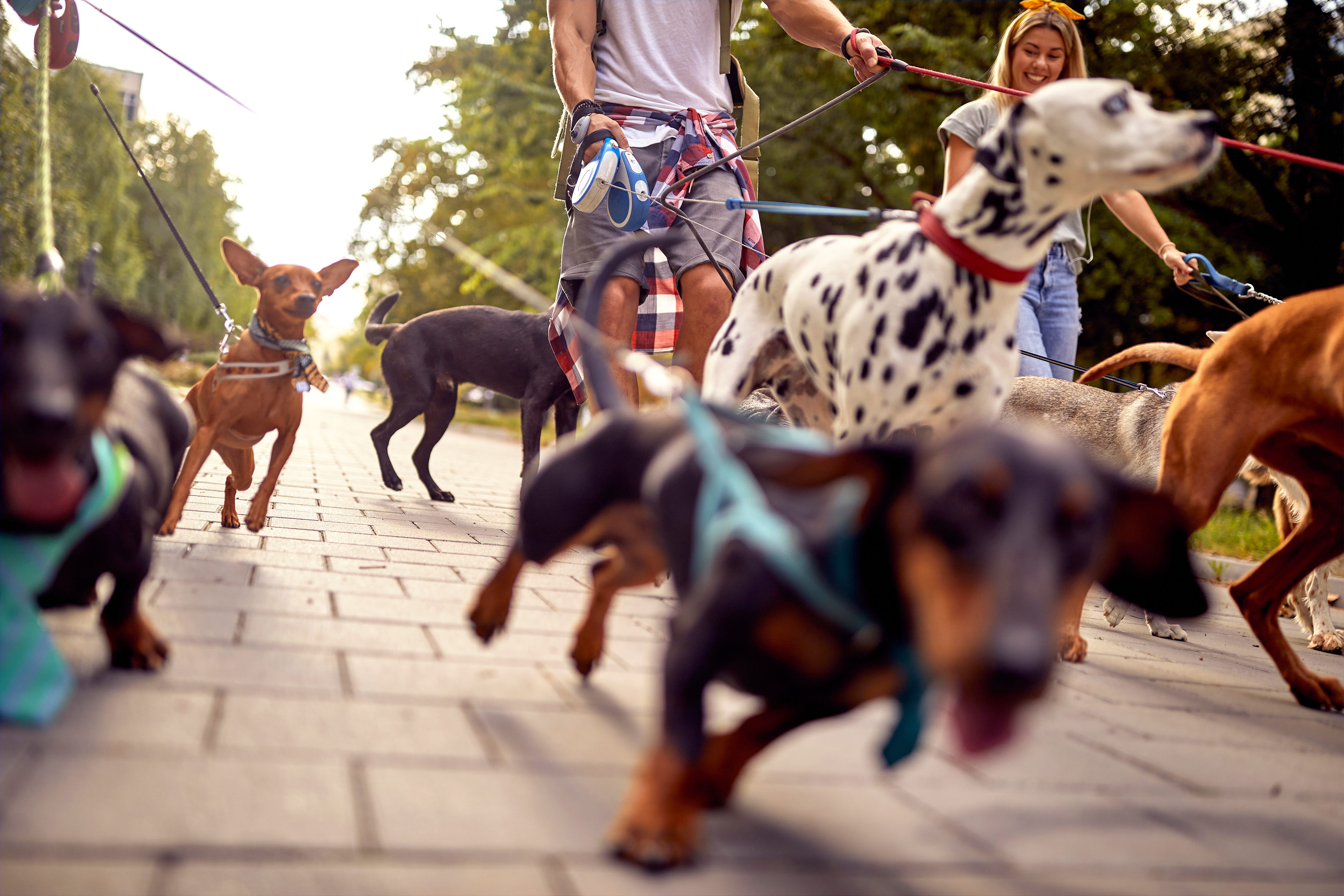 Dogs on leashes being walked.