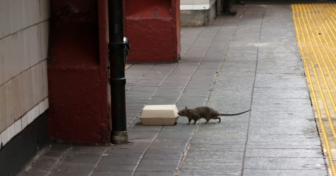 New York City Rats Have Invented Their Own Language. Seriously.
